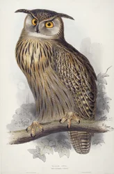 Uhu. Bubo maximus, 1832-1837